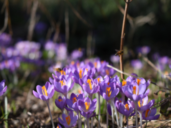 crocussen