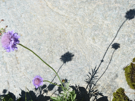 scabiosa